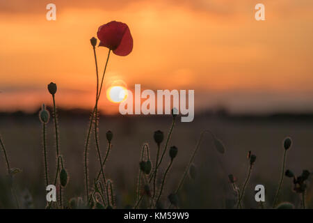 Eine Sammlung von Mohnfotos, aufgenommen in Dover. Mit: Atmosphere, Poppies Wo: Dover, Kent, Großbritannien Wann: 02. Juli 2017 Guthaben: WENN.com Stockfoto