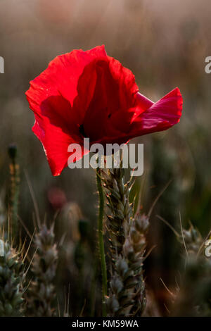 Eine Sammlung von Mohnfotos, aufgenommen in Dover. Mit: Atmosphere, Poppies Wo: Dover, Kent, Großbritannien Wann: 02. Juli 2017 Guthaben: WENN.com Stockfoto