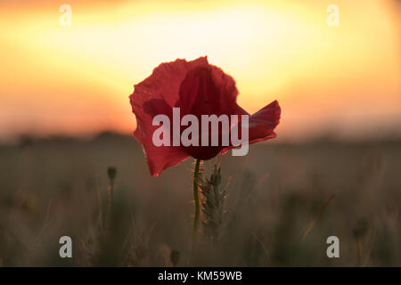 Eine Sammlung von Mohnfotos, aufgenommen in Dover. Mit: Atmosphere, Poppies Wo: Dover, Kent, Großbritannien Wann: 02. Juli 2017 Guthaben: WENN.com Stockfoto