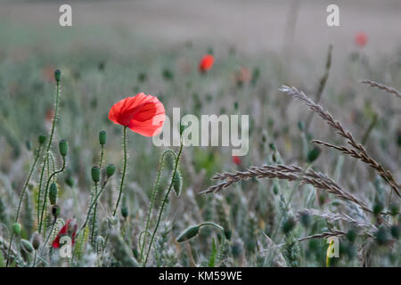 Eine Sammlung von Mohnfotos, aufgenommen in Dover. Mit: Atmosphere, Poppies Wo: Dover, Kent, Großbritannien Wann: 02. Juli 2017 Guthaben: WENN.com Stockfoto