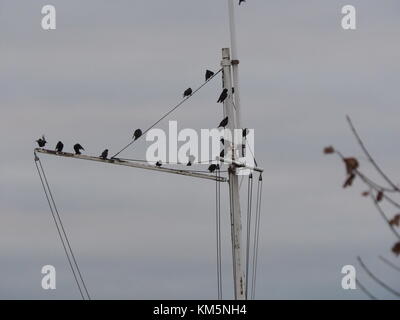 Sheerness, Kent, Großbritannien. 5 Dez, 2017. UK Wetter: bedeckt und ruhigen Morgen in Sheerness. Credit: James Bell/Alamy leben Nachrichten Stockfoto