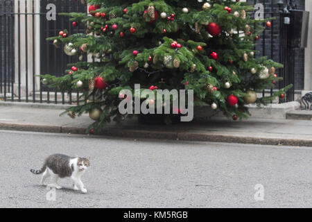 London, Großbritannien. 5 Dez, 2017. Larry die Katze und Chief mouser des Cabinet Office Spaziergänge Vergangenheit Downing Street Nr.10 mit Weihnachtsschmuck an der Tür Credit: Amer ghazzal/Alamy leben Nachrichten Stockfoto