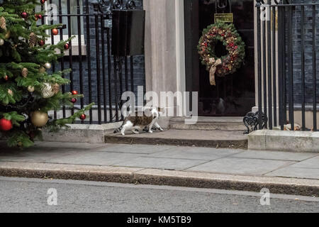 London, Großbritannien. 5 Dez, 2017. Larry der Downing Street cat, Spaziergänge an der Downing Street billar Traße zur vorderen Tür von Downing Street 10 Credit: Ian Davidson/alamy leben Nachrichten Stockfoto