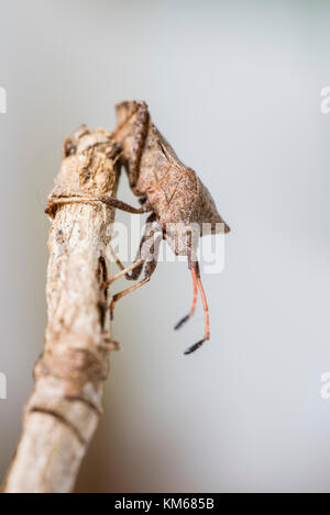 Lederwanze Coreus marginatus, Dock, Fehler Stockfoto