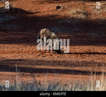 Eine Blue Wildebeest in einem staub Badewanne an einem Wasserloch in der südlichen afrikanischen Savanne Stockfoto