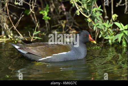 Die gemeinsame Sumpfhuhn (Gallinula chloropus) (auch bekannt als waterhen und als den Sumpf Huhn) ist eine Vogelart in der Familie der Indopazifischen Erdtauben. Stockfoto