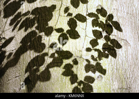 Schatten eines Baumes Ast mit Blätter auf seinem Stamm Stockfoto