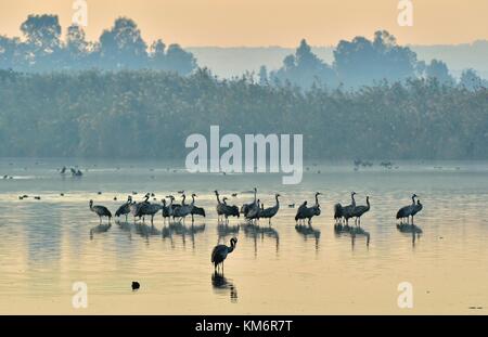 Krane Herde bei Sonnenaufgang See. Morgen Landschaft von Hula Valley finden. wichtige Zwischenstation für Vögel der Migration zwischen Afrika, Europa und Asien. Nördlich von i Stockfoto