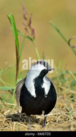 Nahaufnahme Portrait von Sporn - winged Kiebitz. Der Sporn - winged Kiebitz oder Sporn - winged plover (vanellus Spinosus) ist ein KIEBITZ Arten. Stockfoto