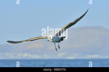 Vogel im Flug. Natürliche und blauer Himmel. fliegen Jugendliche kelp Möwe (Larus dominicanus), auch bekannt als der Dominikaner Möwe und schwarz Seetang gul gesichert Stockfoto