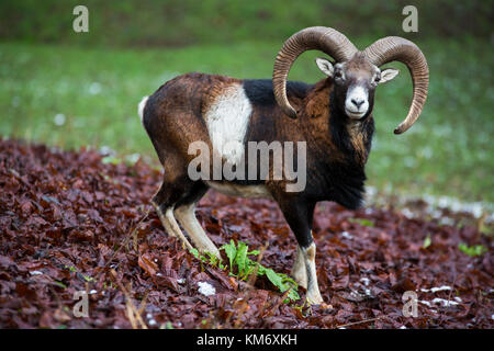 Mufflon, Widder, Ovis Gmelini musimon, Wintermantel [Mütze] Stockfoto