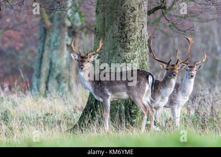 Parkland Damwild (Dama Dama) am Holkham in North Norfolk. Stockfoto