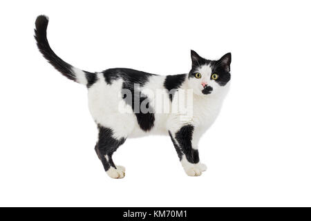 Schöne Schwarze & Weiße Katze auf weißem Hintergrund Stockfoto
