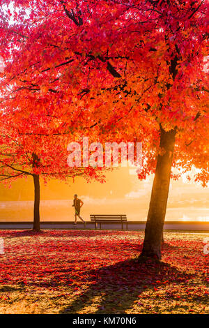 Jogger bei Sonnenaufgang mit Herbst Farbe, Stanley Park Seawall, Vancouver, British Columbia, Kanada. Stockfoto