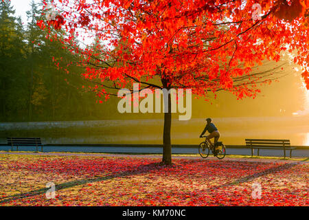 Radfahrer bei Sonnenaufgang mit Herbst Farbe, Stanley Park Seawall, Vancouver, British Columbia, Kanada. Stockfoto