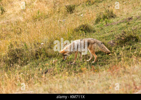 Kojote (canis Yogiebeer) hören nach Beute, während die Jagd in Lamar Valley, Yellowstone National Park Stockfoto