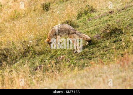 Kojote (canis Yogiebeer), der sich bei der Jagd nach Beute in Lamar Valley, Yellowstone National Park Stockfoto