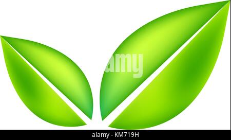 grünes Blatt isoliert auf weißem Hintergrund Stock Vektor
