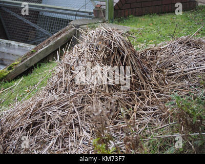 Canada goose Nest auf der Bank eines städtischen See in Großbritannien Stockfoto