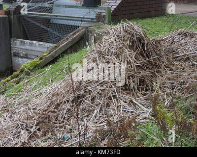 Canada goose Nest auf der Bank eines städtischen See in Großbritannien Stockfoto