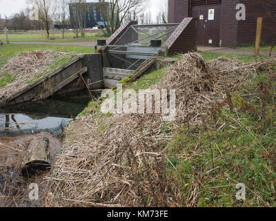 Canada goose Nest auf der Bank eines städtischen See in Großbritannien Stockfoto