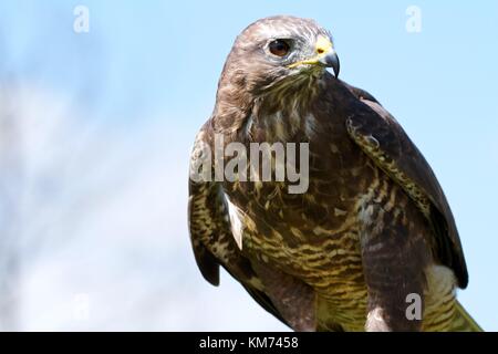 Mäusebussard (Buteo buteo) auf Barsch Stockfoto