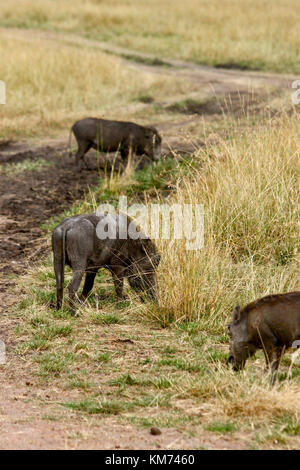 Warzenschwein (Phacochoerus africanus) Signalgeber Stockfoto