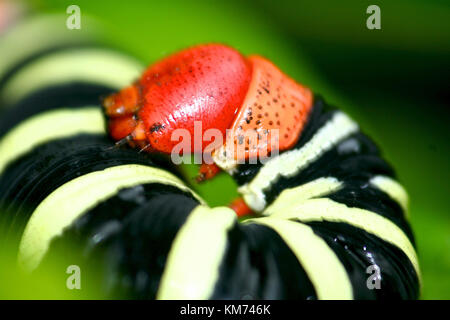 Riesige graue Sphinx Caterpillar (Pseudosphinx tetrio) Stockfoto