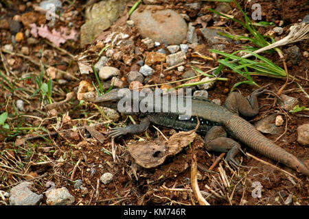 Dominikanische Boden Eidechse (Ameiva Fuscata) Stockfoto