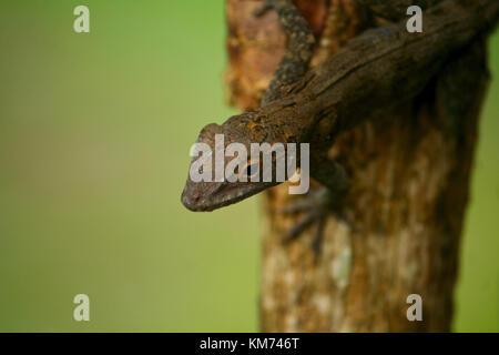 Dominikanische anole close-up Stockfoto