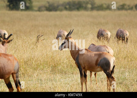 Topi (Damaliscus lunatus jimela) Masai Mara Stockfoto