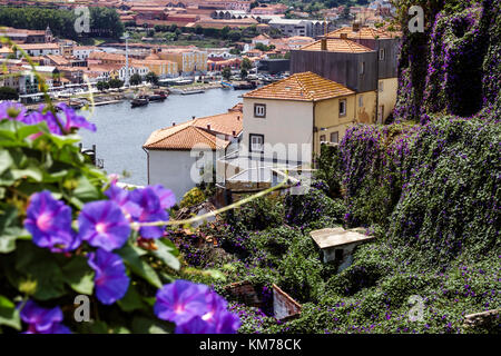 Porto Portugal, Douro River, Barrio La Ribeira, historisches Zentrum, Wohnhaus, Skyline der Stadt, Dächer, Hügel, Blumen, Bluebells, Blick Stockfoto