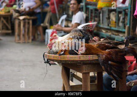 Lebende Hühner zum Verkauf auf einem Markt innerhalb der Kohlenstoffmarkt, Cebu City, Philippinen Abschaltdruck Stockfoto