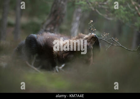 Europäischer Braunbär ( Ursus arctos ), verspieltes Junge, liegend, auf dem Rücken im Unterholz rollend, auf einem kleinen Zweig beißend, sieht niedlich aus, lustig, Europa. Stockfoto