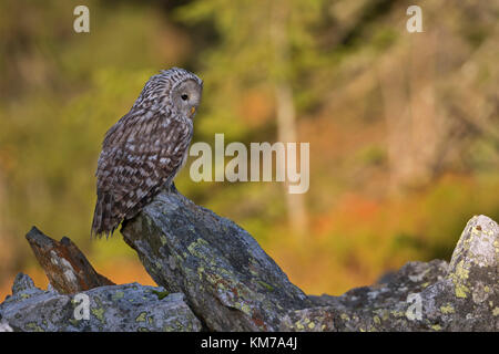 Habichtskauz (Strix uralensis) auf einem Felsen thront, am frühen Morgen, erste Sonnenlicht scheint auf Herbstlich gefärbte Wälder im Hintergrund, Europa. Stockfoto