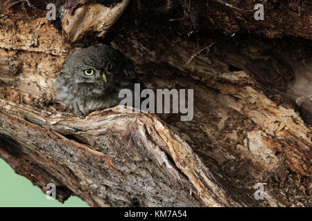 Kleine Eule ( Athene noctua ), junger Jugendlicher, flügge, versteckt sich über Tag in einem alten Weidenbaum, gut getarnt, beobachten, Tierwelt, Europa. Stockfoto