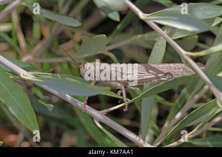 Ägyptische oder riesige Heuschrecke auf einem Olivenzweig extrem Nahaufnahme lateinischer Name anacridium aegyptium mit Nahaufnahme stripy Auge in Italien Stockfoto