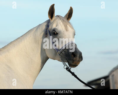 Arabische Pferd. Graue Hengst in einer Farm. Ägypten Stockfoto