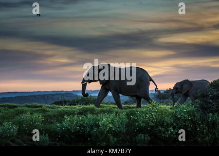 Ein Sonnenuntergang Silhouette von zwei Elefanten eine hinter der anderen, folgen Sie dem Führer, über eine grasbedeckte Ebene, Kariega Game Reserve, Eastern Cape, sa Stockfoto