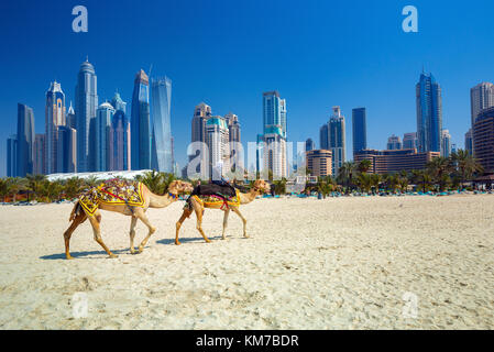 Die Kamele am Strand von Jumeirah und Wolkenkratzern im Hintergrund in Dubai, Dubai, Vereinigte Arabische Emirate Stockfoto