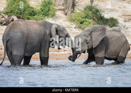 Zwei Elefanten begegnen einander, wie sie kämpfen, stehen im Chobe River, an der Grenze zu Botswana, Namibia Stockfoto