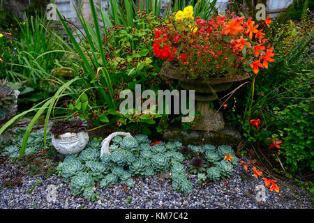 Saftige, Sukkulenten, alpine, alpines, Display, Displays, Stein, Felsen