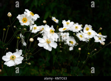 Anemone hybrida honorine Jobert, weiß, Blume, Blumen, Blüte, Blüten, mehrjährig, Spätsommer, Herbst, RM Floral Stockfoto