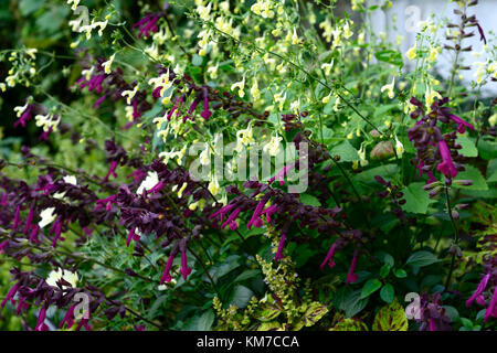 Salvia Liebe und Wünsche, Lila, Blumen, Gelb salvias, Mix, Gemischt, Kombination, RM Floral Stockfoto