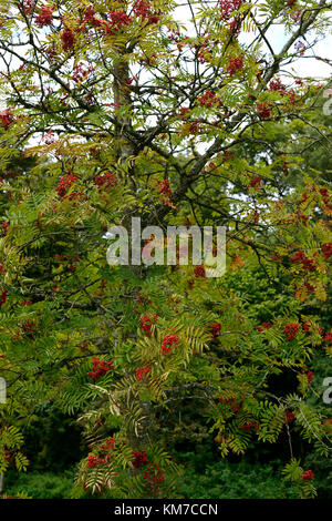 Sorbus Americana, Rot, Beeren, Mountain Ash, Asche, Rowan Tree, Bäume, Zier-, RM Floral Stockfoto