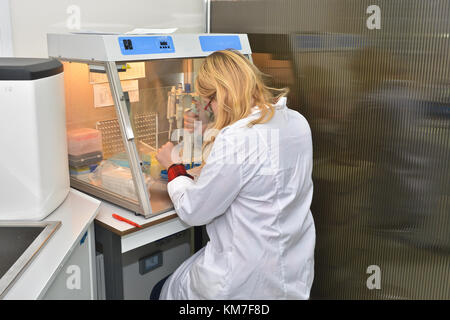 Die blonde arbeitet in einer Laminar-Flow-Box. Vorbereitung der DNA Test durch PCR-Reaktion. Stockfoto