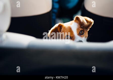 Sachsen, Deutschland, Herbst, Laubfärbung Stockfoto