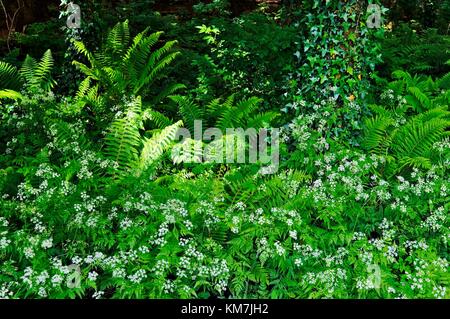 Wald grün am Rande des castlearchdale Wald, Lower Lough Erne, County Fermanagh, Nordirland. Sommer Stockfoto