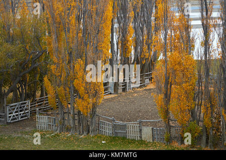 Pappeln und Stock Yard durch La Leona Fluss, Patagonien, Argentinien, Südamerika Stockfoto