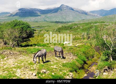 Connemara Ponys grasen unter den zwölf Pins Bergen zwischen Vertiefung und Roundstone in Connemara Region von Galway, Irland. Stockfoto